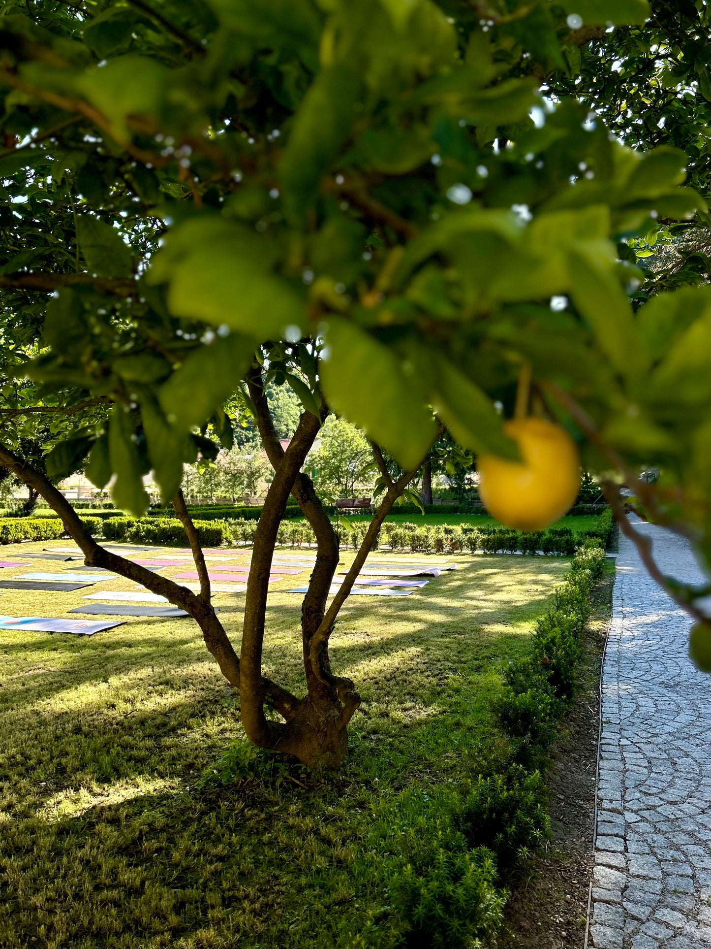 GARDEN YOGA & BRUNCH 22.6.2025